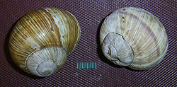H. pomatia. Фото 104