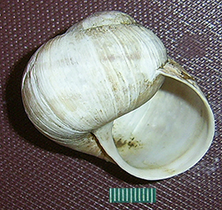 H. pomatia. Фото 107