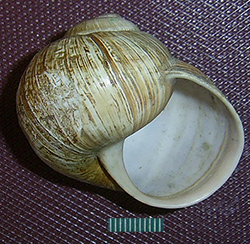 H. pomatia. Фото 109