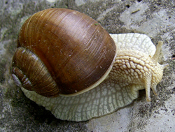 равлик (великий) виноградний - Helix pomatia
