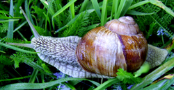 Helix pomatia Linnaeus, 1758