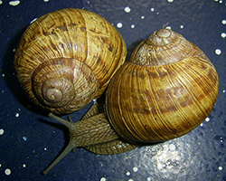 H. thessalica. Фото 141