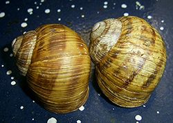 H. thessalica. Фото 145