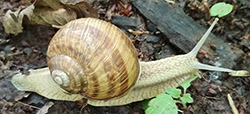 H. thessalica. Фото 123