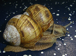 H. thessalica. Фото 159