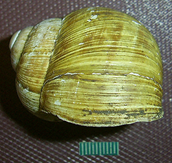 H. thessalica. Фото 30
