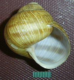 H. thessalica. Фото 50