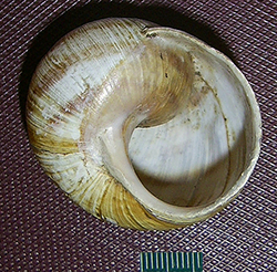 H. thessalica. Фото 64