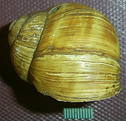 H. thessalica. Фото 70