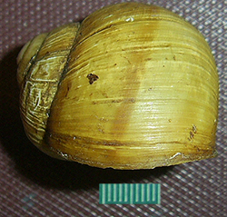 H. thessalica. Фото 76