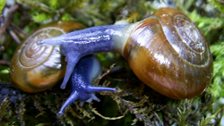 Oxychilus deilus (Bourguignat, 1857)