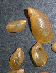 Oxyloma sarsii (Esmark, 1886)