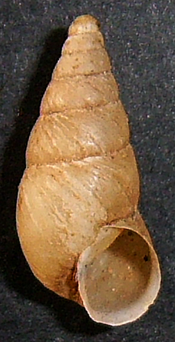 Peristoma merduenianum Krynicki, 1833