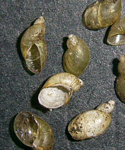 <i>Succinella oblonga</i> (Draparnaud, 1801)