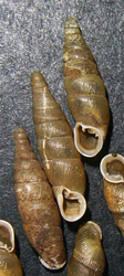 Vestia elata (Rossmässler, 1836)