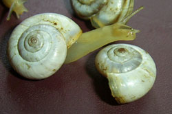X. derbentina. Фото 6