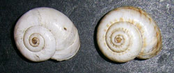 X. derbentina. Фото 7