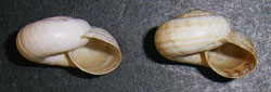 X. derbentina. Фото 8