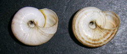 X. derbentina. Фото 9