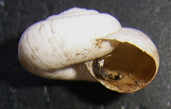 X. derbentina. Фото 19