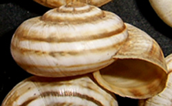 X. derbentina. Фото 23