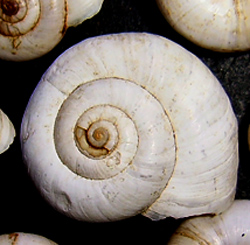 X. derbentina. Фото 26
