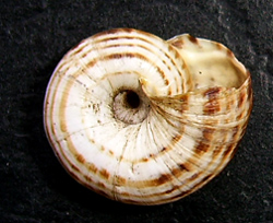X. derbentina. Фото 27