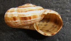 X. derbentina. Фото 29