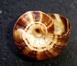 X. derbentina. Фото 33