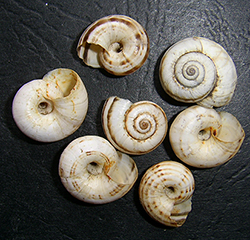 X. derbentina. Фото 10