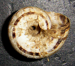 X. derbentina. Фото 13