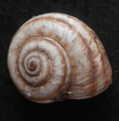 Xeropicta derbentina (Krynicki, 1836)