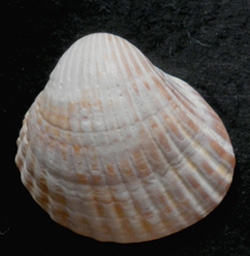 Cerastoderma umbonatum
