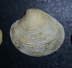 C. gallina. Фото 10