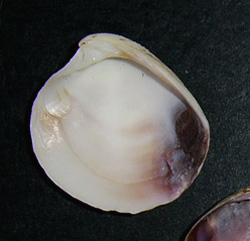 C. gallina. Фото 6