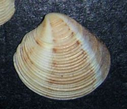 C. gallina. Фото 8
