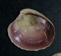 C. gallina. Фото 14
