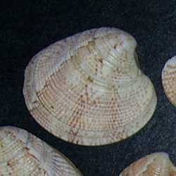 C. gallina. Фото 16