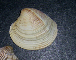 C. gallina. Фото 18