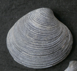 C. gallina. Фото 