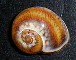 C. neritea. Фото 3