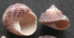 Gibbula albida