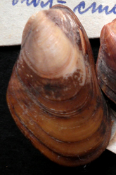 Modiolus adriaticus (Lamarck, 1819)