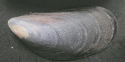 Mytilus galloprovincialis
