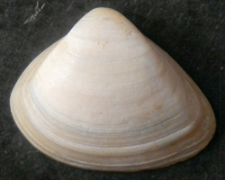 Spisula subtruncata