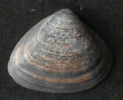 Spisula triangula