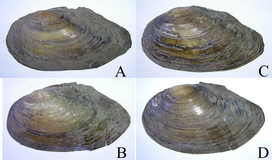 Фондові матеріали Anodonta anatina, помилково визначені раніше як Anodonta mutabilis var. cellensis (A, B) і A. mutabilis var. cygnea (C, D). Знизу мушлі молодших особин.