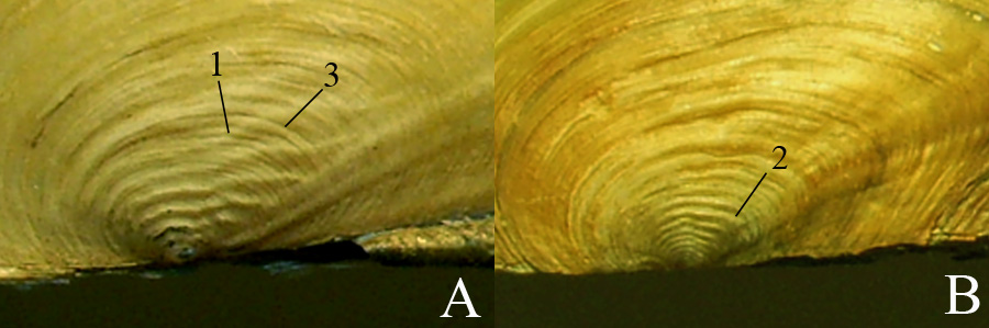 Верхівкова скульптура Anodonta anatina (A) та Anodonta cygnea (B).