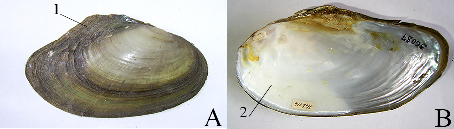 Діагностичні ознаки, характерні для мушель молодих (A) і старших (B) особин Anodonta anatina