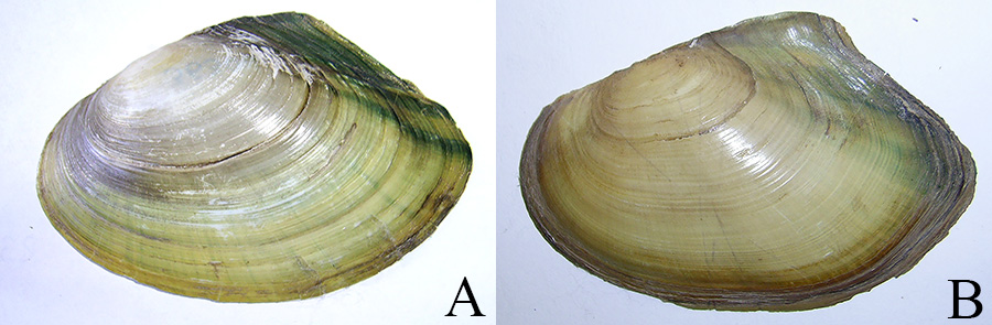 Зеленкуваті відтінки та зачатки зелених радіальних променів на мушлях молодих особин Anodonta anatina